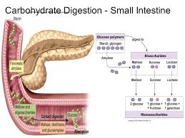 carbohydrate digestion begins in the mouth with salivary