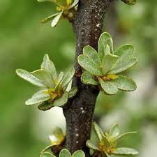 Image result for Hippocratea buchananii