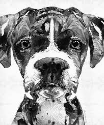 Black And White Boxer Dog Art Black And White Boxer Dog Art By Sharon Cummings By Sharon Cummings Boxer Dogs Art Dog Art Animal Paintings