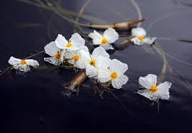 Image result for Ottelia fischeri