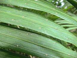 pin by stephen chen on 棕櫚科省藤屬台灣水藤calamus formosanus becc plant leaves plants leaves