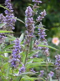 Image result for Vitex amaniensis