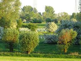 Selbstverständlich ist jeder ward garten direkt im netz erhältlich und sofort bestellbar. Emmericher Ward Wikipedia