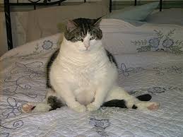 Kedilerde Kilo Verme Kedi Ansiklopedisi