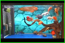 Ikan pertama yang menjadi deretan ikan hias yang hidup pada aquarium tanpa oksigen adalah ikan cupang, karena ikan tersebut merupakan salah satu ikan hias air tawar yang memiliki kekebalan tubuh yang tinggi. 21 Ikan Yang Cocok Disatukan Dengan Ikan Arwana Daftarhewan Com