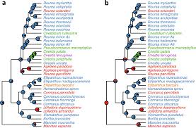 Image result for Rourea orientalis