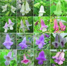 Image result for Sesamum calycinum