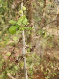 Image result for Commiphora africana