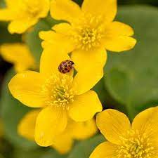 21 Beautiful Flowering Plants For Wet Soggy Spots In Your Garden Planting Flowers Perennials Shade Plants