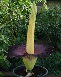 Same day delivery, low price guarantee.send flowers, baskets it is located along the merrimack river, from which it gets its name, in hillsborough county. The Giant Pongy Plant Titan Arum Kew