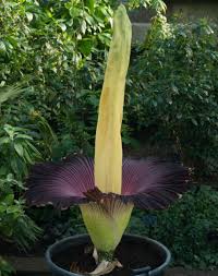 Learn about carnation flowers, including how to help carnations last longer in the vase, from the experts at hgtv gardens. The Giant Pongy Plant Titan Arum Kew