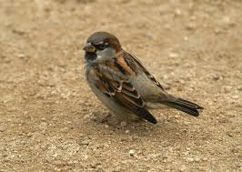 We did not find results for: Column Telling Your House Sparrows From Your Tree Sparrows And Hedge Sparrows Which Aren T Actually Sparrows Lincolnshireworld