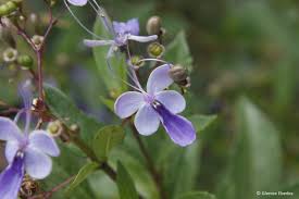 Image result for Rotheca myricoides