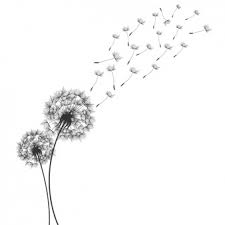 You can download free dandelion png images with transparent backgrounds from the largest collection on pngtree. Dandelion Images Free Vectors Stock Photos Psd