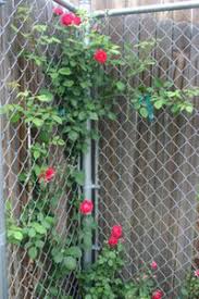 Installing a chain link fence is generally an effective way to keep in outdoor pets while protecting one's property against intruders. Cover A Chain Link Fence In No Time Flat Dave S Garden