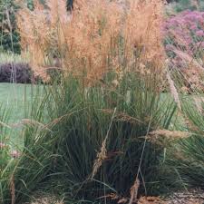 Image result for Sorghastrum