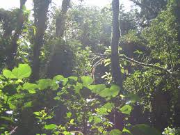 Costa rica's monteverde cloud forest reserve is one of the country's most fascinating daintree rainforest, queensland, australia. Costa Rica Rainforests Go Visit Costa Rica