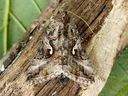 Image result for Autographa gamma
