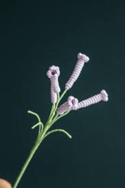 Image result for Cyrtanthus mackenii