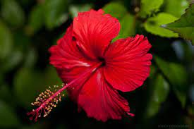 Jayshep Photography On Wordpress Com Puerto Rico Art Flowers Puerto Rico