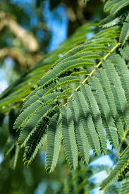 Image result for Albizia