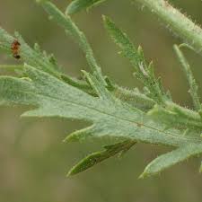 Image result for Osteospermum muricatum