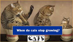 However, larger cat breeds take a longer time to grow, and some breeds even keep growing until they are four years old! The Life Stages Of Cats When Do Cats Stop Growing
