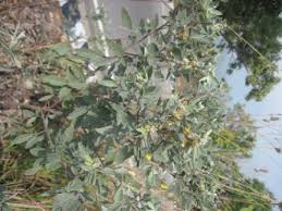 Image result for Rhynchosia resinosa