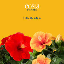 Image result for Hibiscus Red 2017 Vito