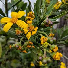 Image result for Chrysanthemoides monilifera