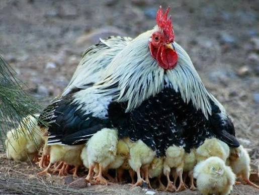 Gallina cobija a sus polluelos