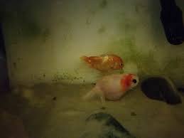 But, these drugs aren't available to the public and many of us don't have a local veterinarian that treats fish. When To Euthanize A Sick Goldfish Pets Stack Exchange