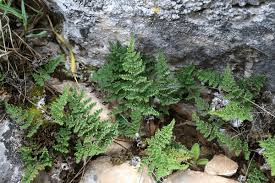 Image result for Cheilanthes involuta