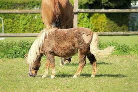 4k ultra hd horse wallpapers. Hd Wallpaper Horse Pony Heart Cute Animal Funny Seahorses Drawing Wallpaper Flare