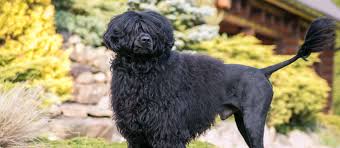 Portuguese Water Dog Puppies For Sale Greenfield Puppies