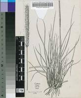 Image result for Anthephora pubescens