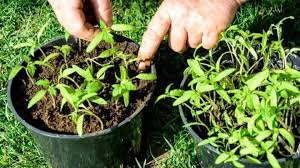 In this case it is best to only use 5 plants per 30cm (12 inch) hanging basket. How Many Tomato Plants Per Container How Many Indeed Plantophiles