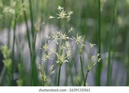 Image result for Cyperus nduru