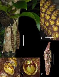 Image result for Bulbophyllum sp. nov