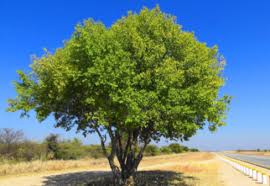 Image result for Berchemia discolor