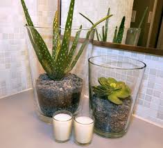 Bright but indirect sunlight and high levels of humidity mimic the orchid's natural habitat. Best Plants That Suit Your Bathroom Fresh Decor Ideas