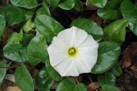 Image result for Ipomoea sinensis