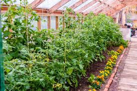 Marigolds will grow in a wide range of soil types and conditions. 5 Reasons To Plant Marigolds With Your Tomato Plants Tomato Bible