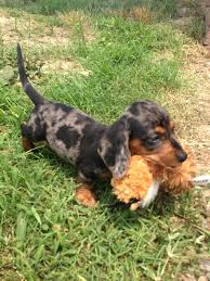 Black And Tan Silver Dapple Dachshund Dapple Dachshund Puppy Dapple Dachshund Puppy Dapple Dachshund Puppies