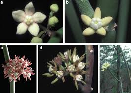 Image result for Cynanchum orangeanum