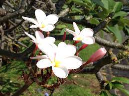 We did not find results for: The Sweet Smell Of Hawaii Aloha Journal