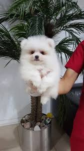 Beyaz Pomeranian Boo Yavrular Beyaz Pomeranian Boo Yavrular Kopek Kopekseverler Kopeksahiplendirme Kopekyavrusu Evcilhayvan Evcilhayvanurunleri Sati