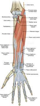In the case of the hip flexors, they draw together the bones of the leg and the bones of the hip or spine at the hip joint. Flexor Digitorum Superficialis Muscle An Overview Sciencedirect Topics