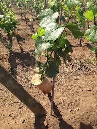 Escapes — Blu Aubergine Blog — blu aubergine