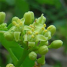 Image result for Vitaceae